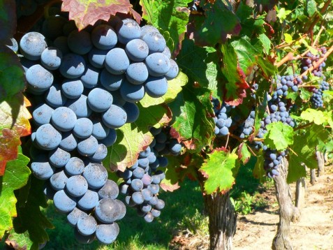 Week end della Vendemmia