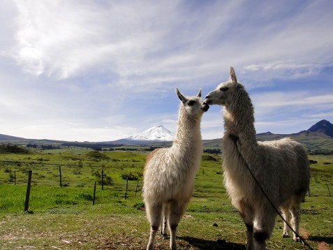 Escursione con i lama all'agriturismo di 2 ore & soggiorno 2 notti