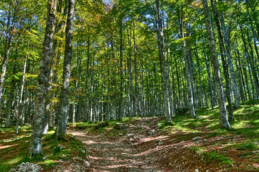Passeggiata nella faggeta secolare & soggiorno 1 notte