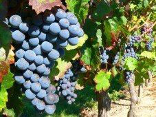Week end della Vendemmia