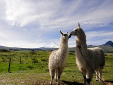 Escursione con i lama all'agriturismo di 2 ore & soggiorno 2 notti
