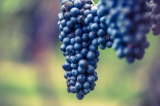 BENESSERE & VINOTERAPIA