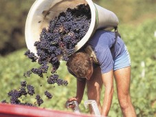 Degustazione vini e prodotti tipici Piemonte per 4 persone