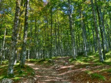 Passeggiata nella faggeta secolare & soggiorno 2 notti