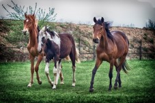 Passeggiata a Cavallo di Coppia sui Colli Bolognesi
