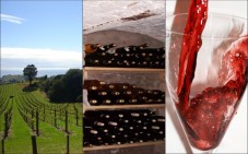 Adotta un Vigneto Chianti