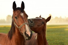 Passeggiata a Cavallo 1 Ora a Varese