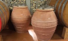 Dolcetto and Barbera wine tasting with winery tour in Monferrato